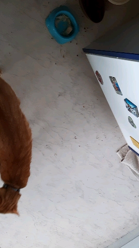 ronron cats