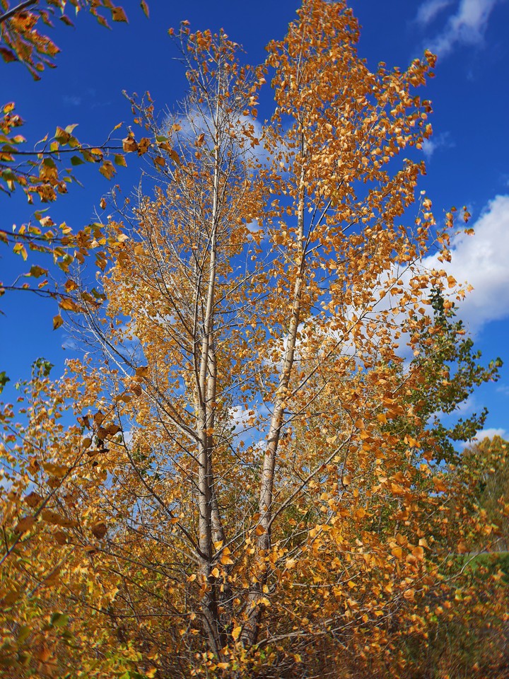 Golden tree