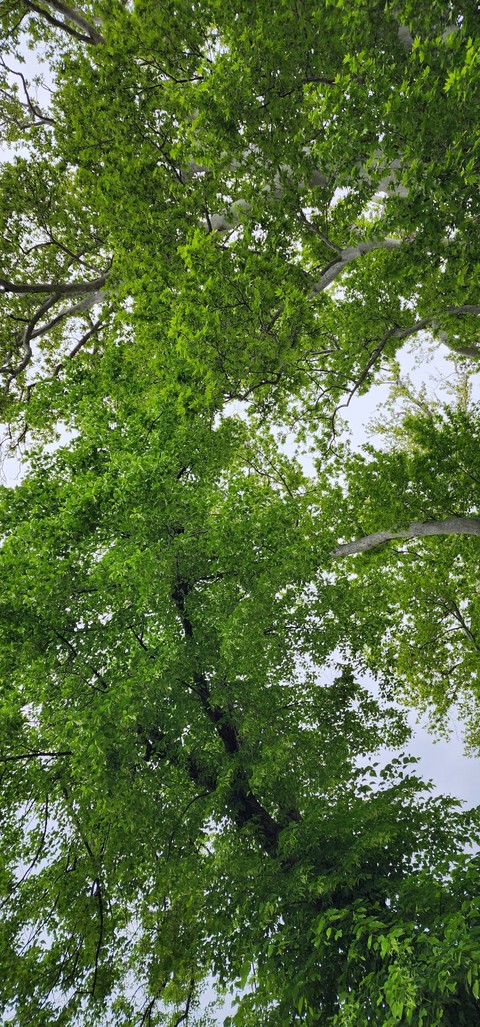 sfondi spring, trunk