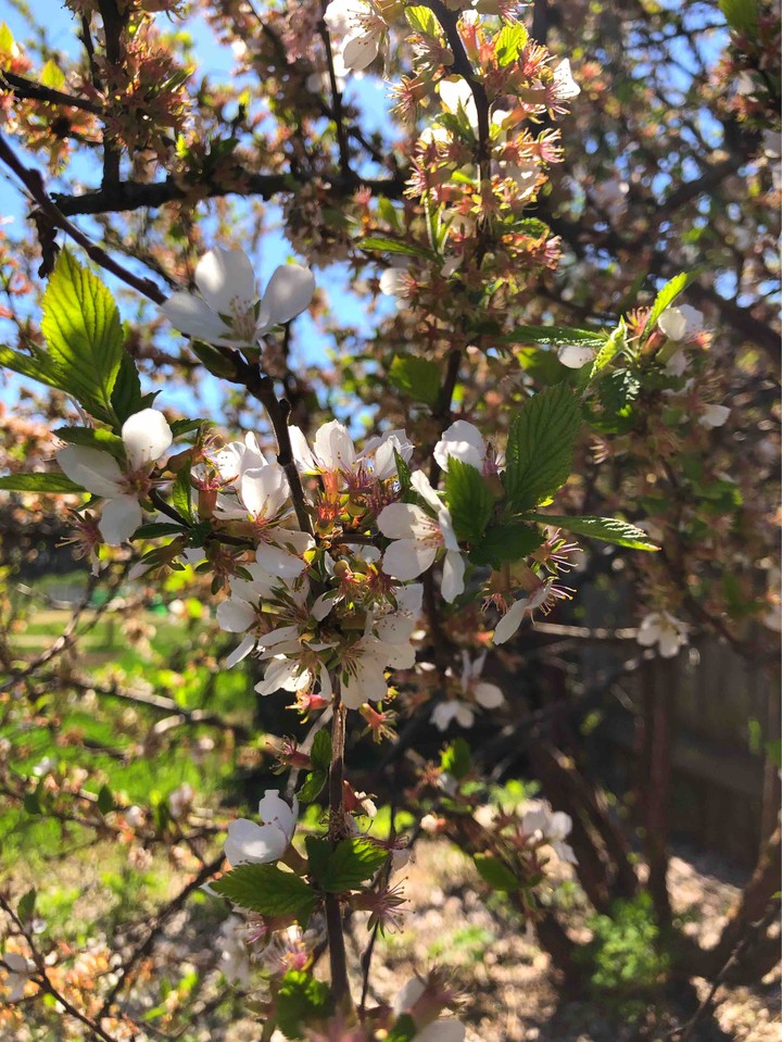 cherry