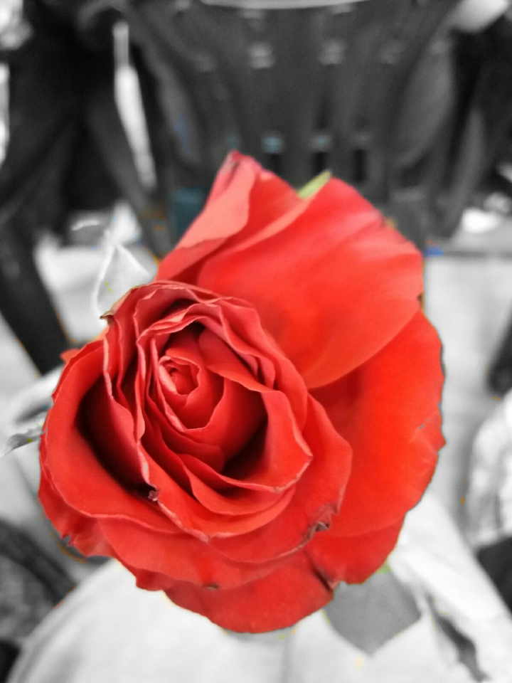 Rose