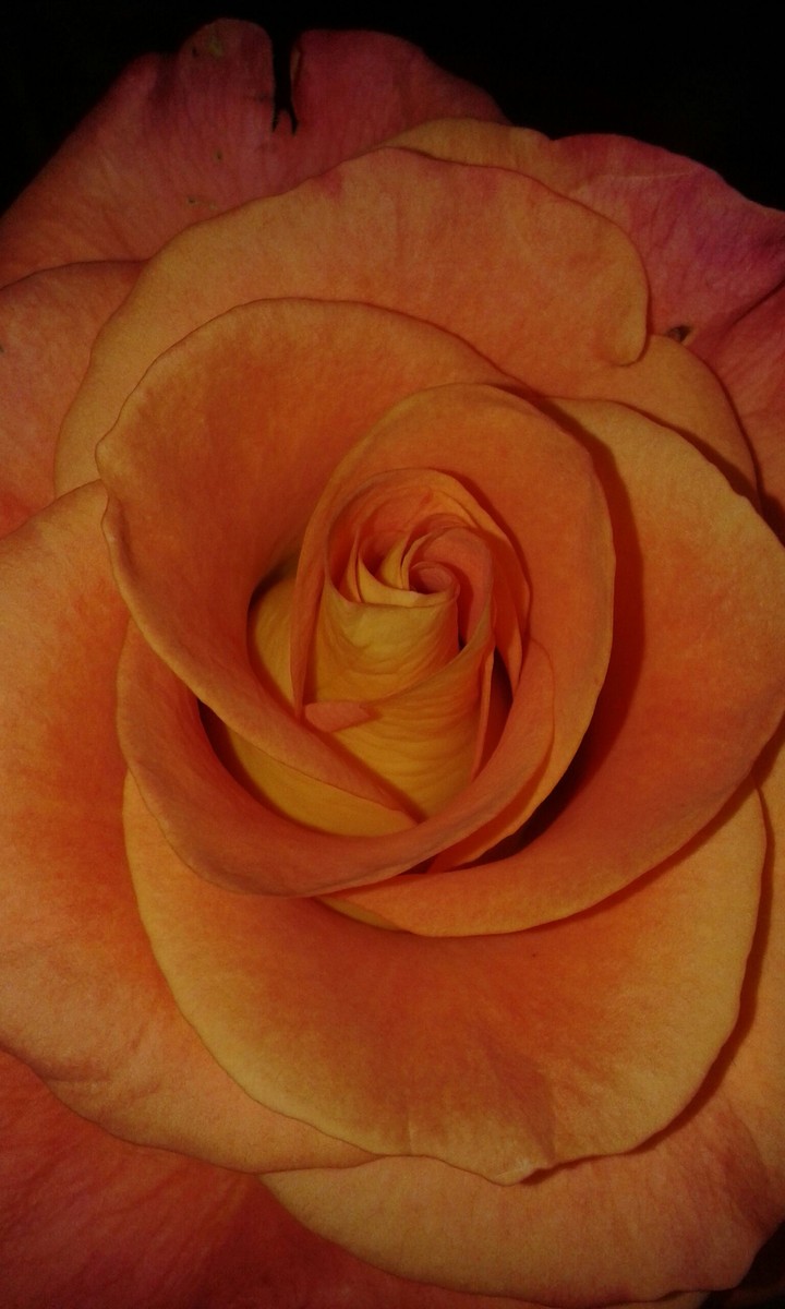 rose orange