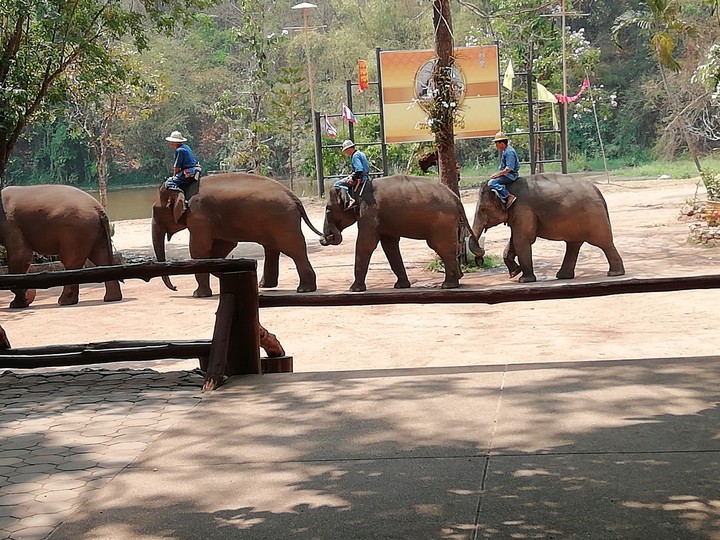 ช้าง