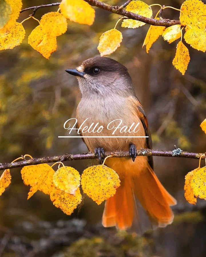 Fall