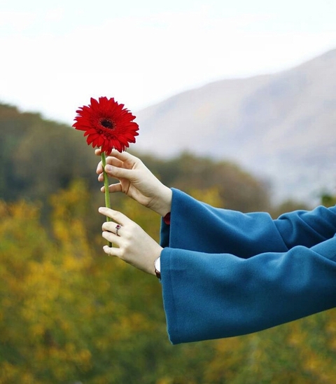 hand, wildflower Hintergrundbilder