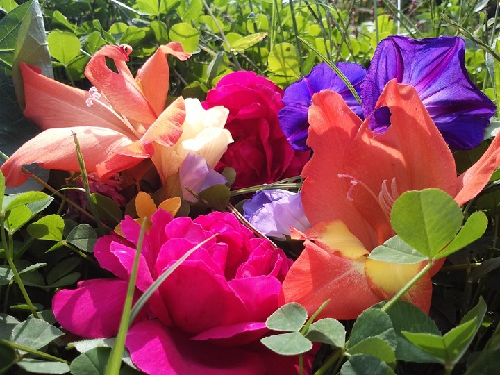 beautiful flowers of anu village