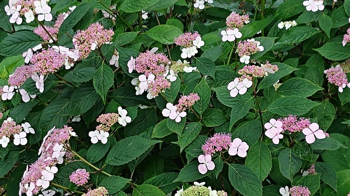 Hydrangea