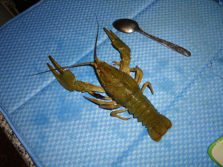crayfish