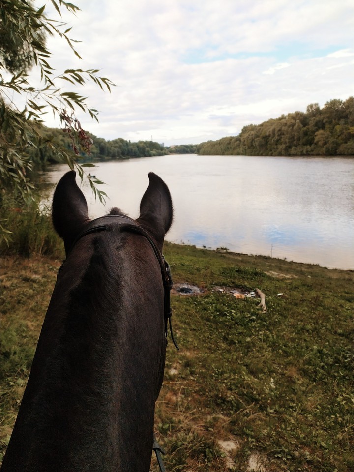 horse