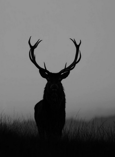 hình nền antler, wildlife