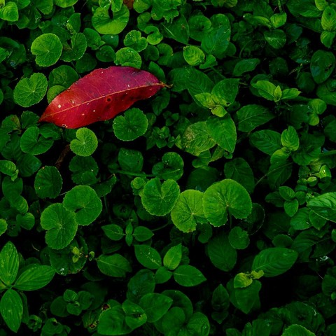 leaves