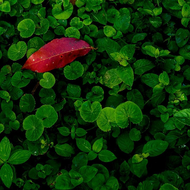 leaves