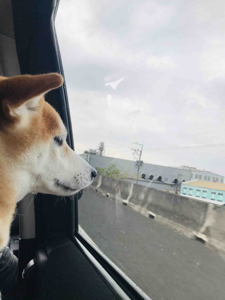 Dog柴