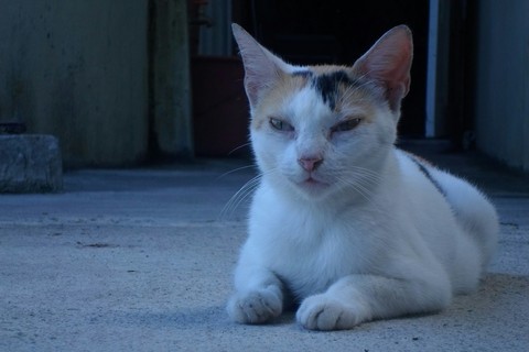 Gato