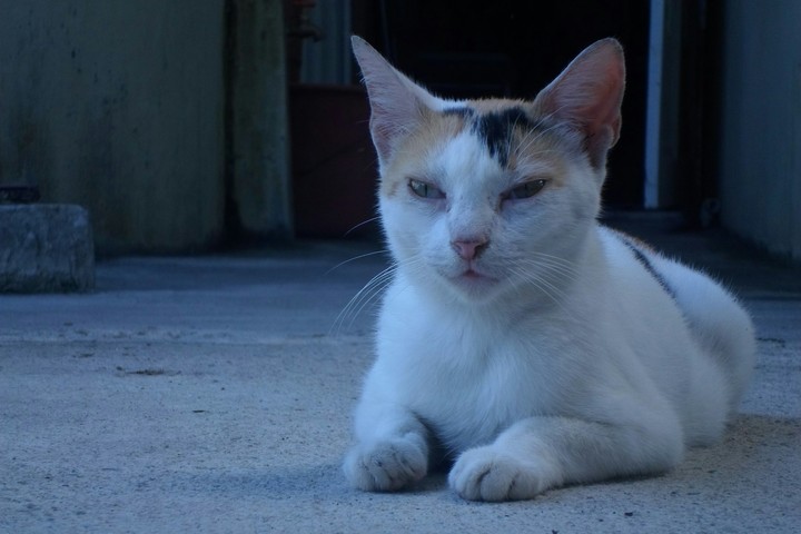 Gato