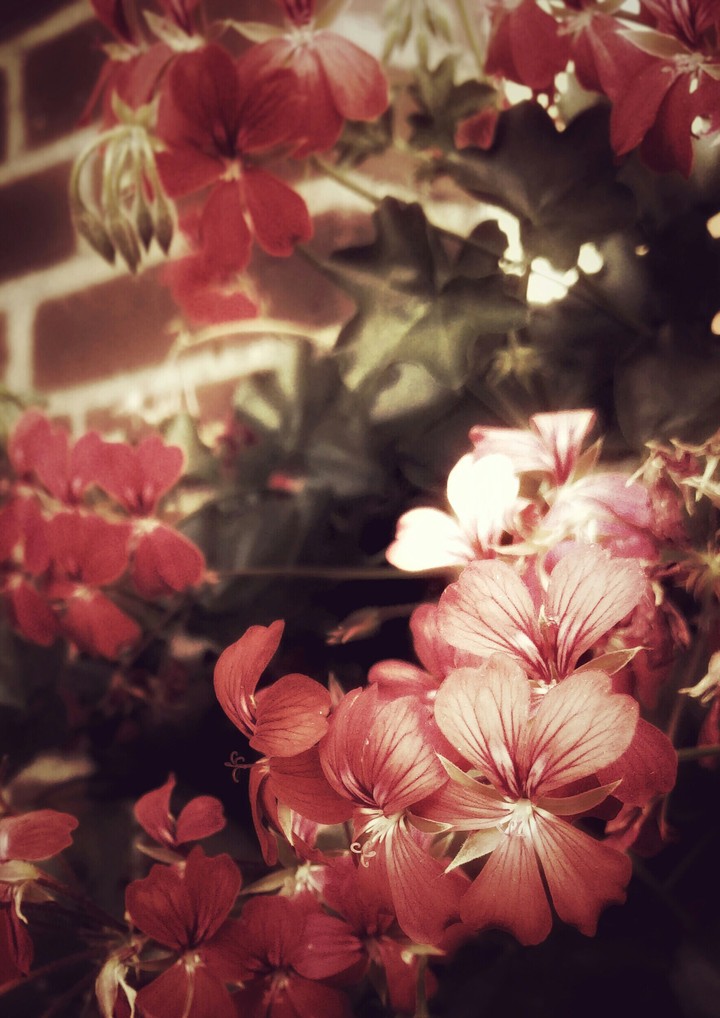 vintage flower