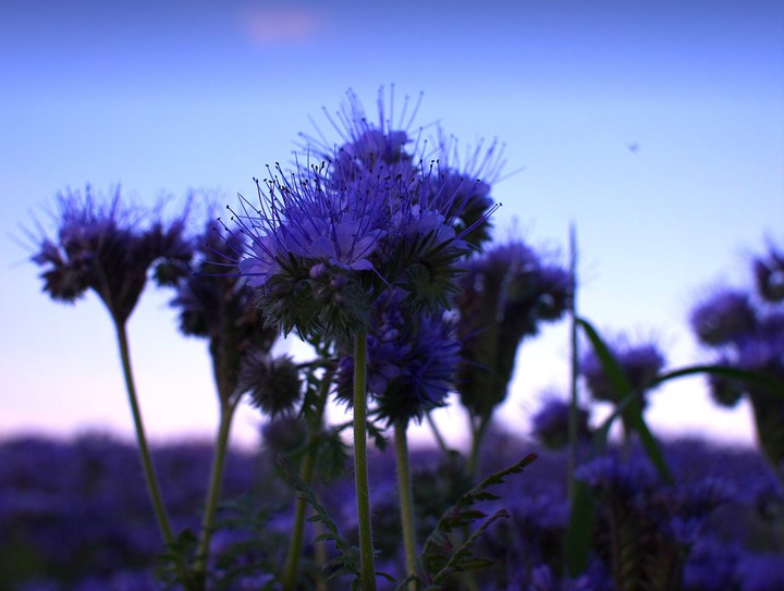 violet