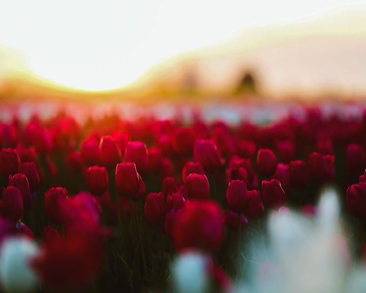 tulip