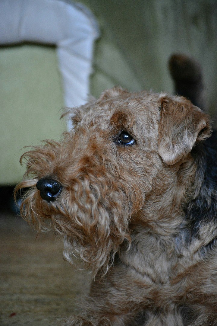 dog