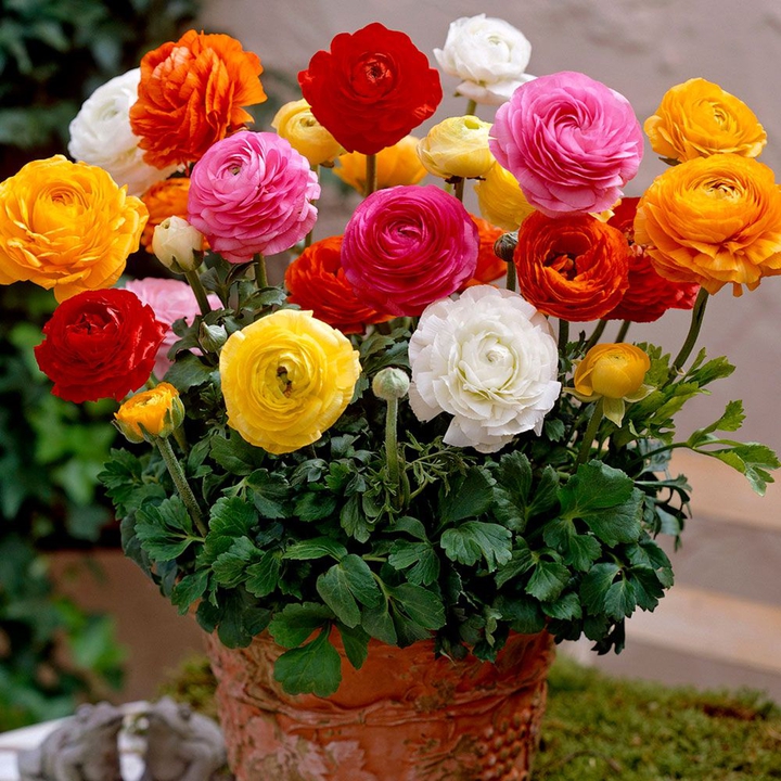 rose