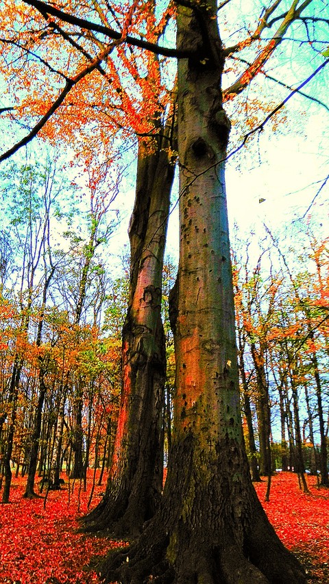 big trees