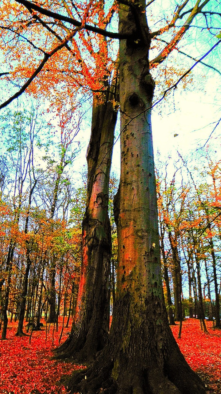big trees
