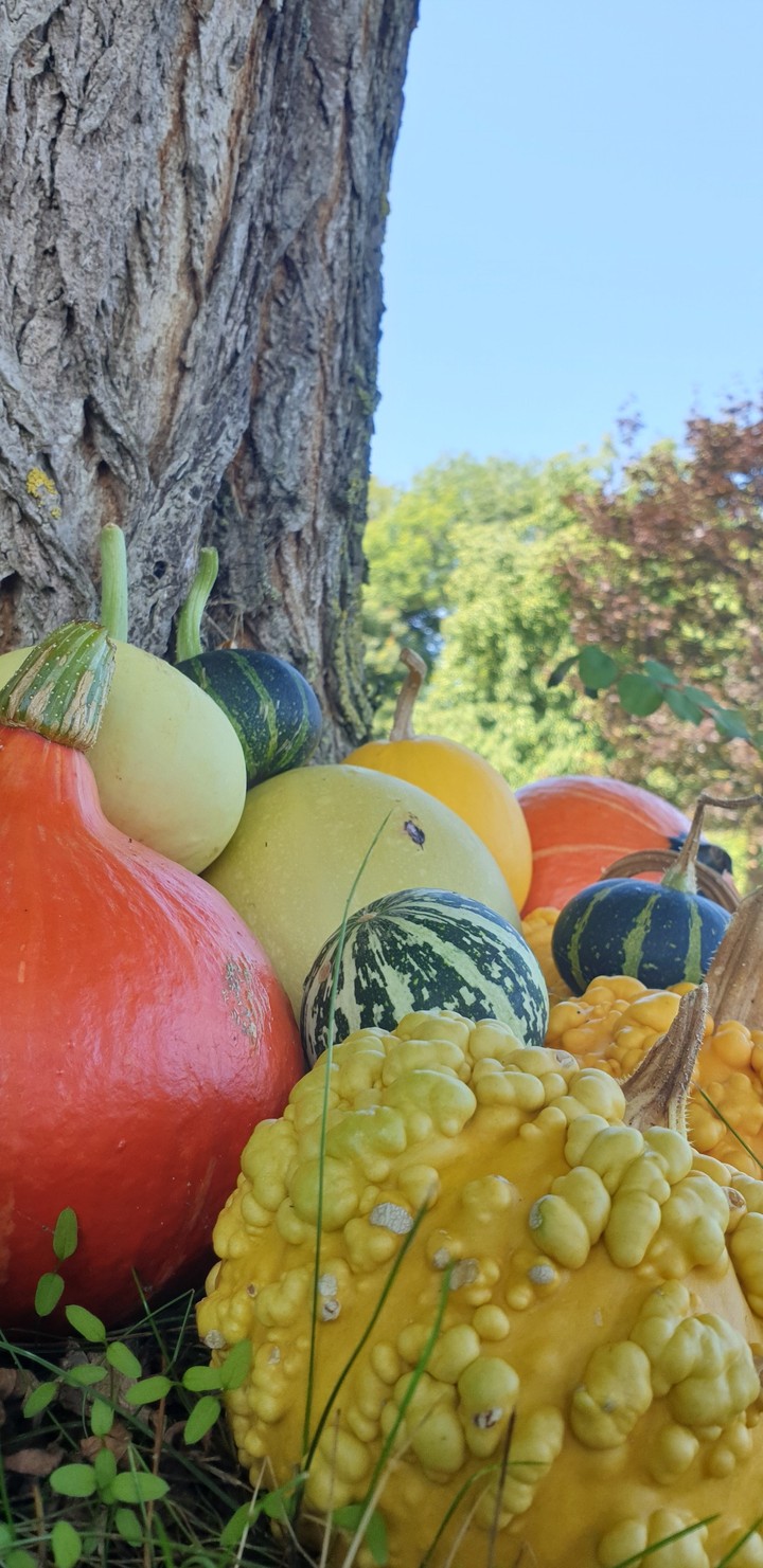 Pumpkins