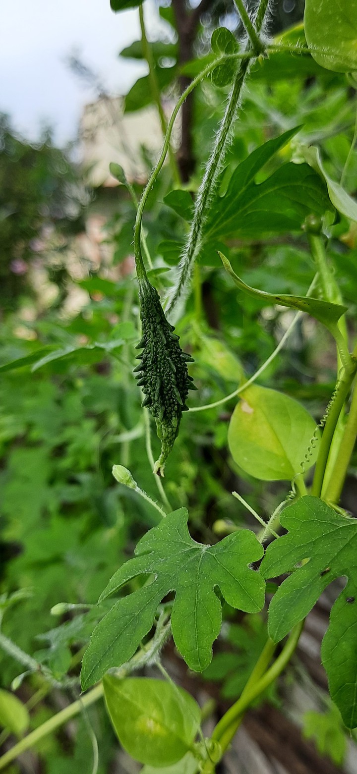 bitter guard and leaves