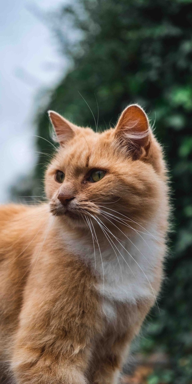 котик