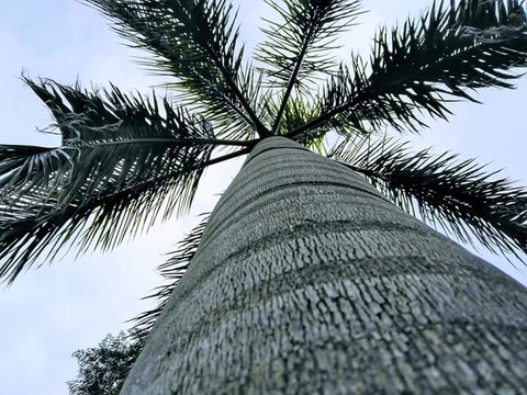 my love for trees