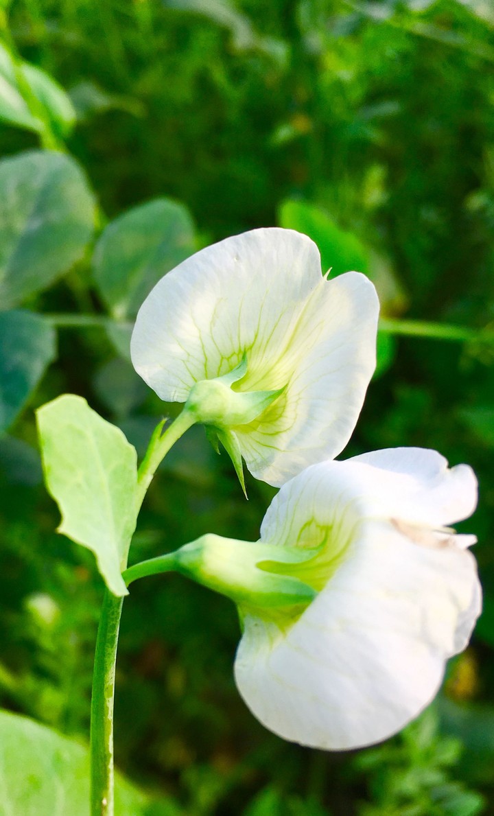 white flowers