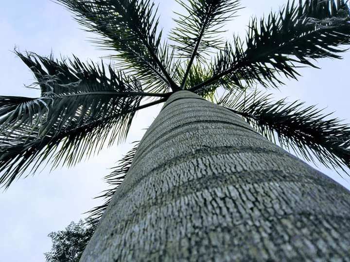 my love for trees