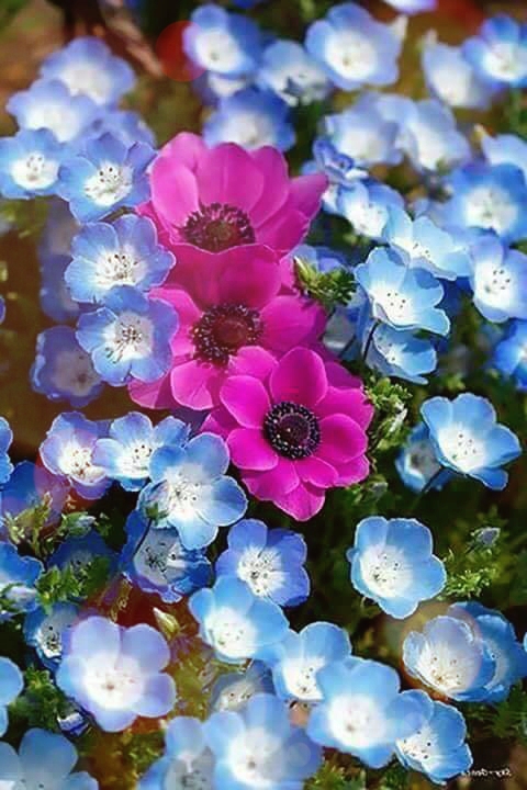 Beautiful Flowers