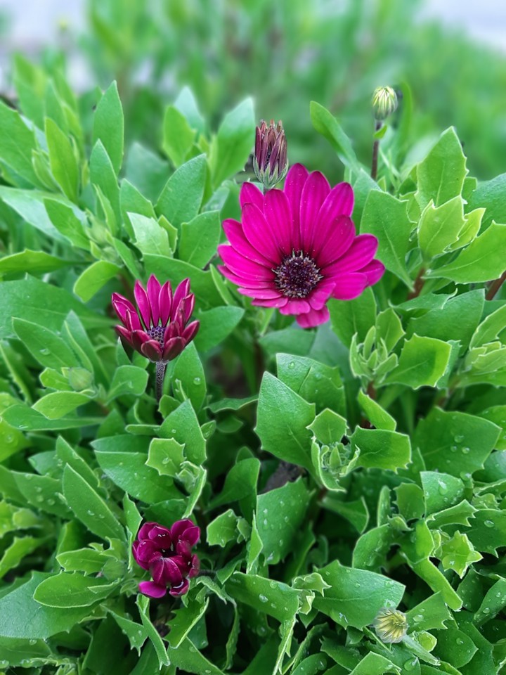 November flowers