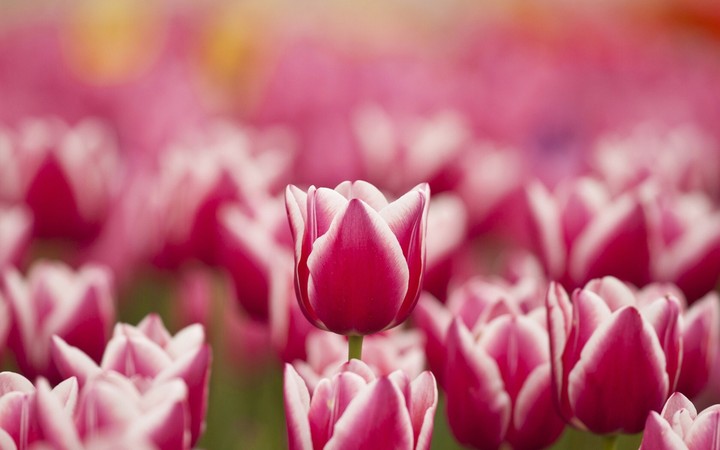 Tulips kiss