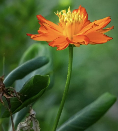 식물, 잔디 배경화면