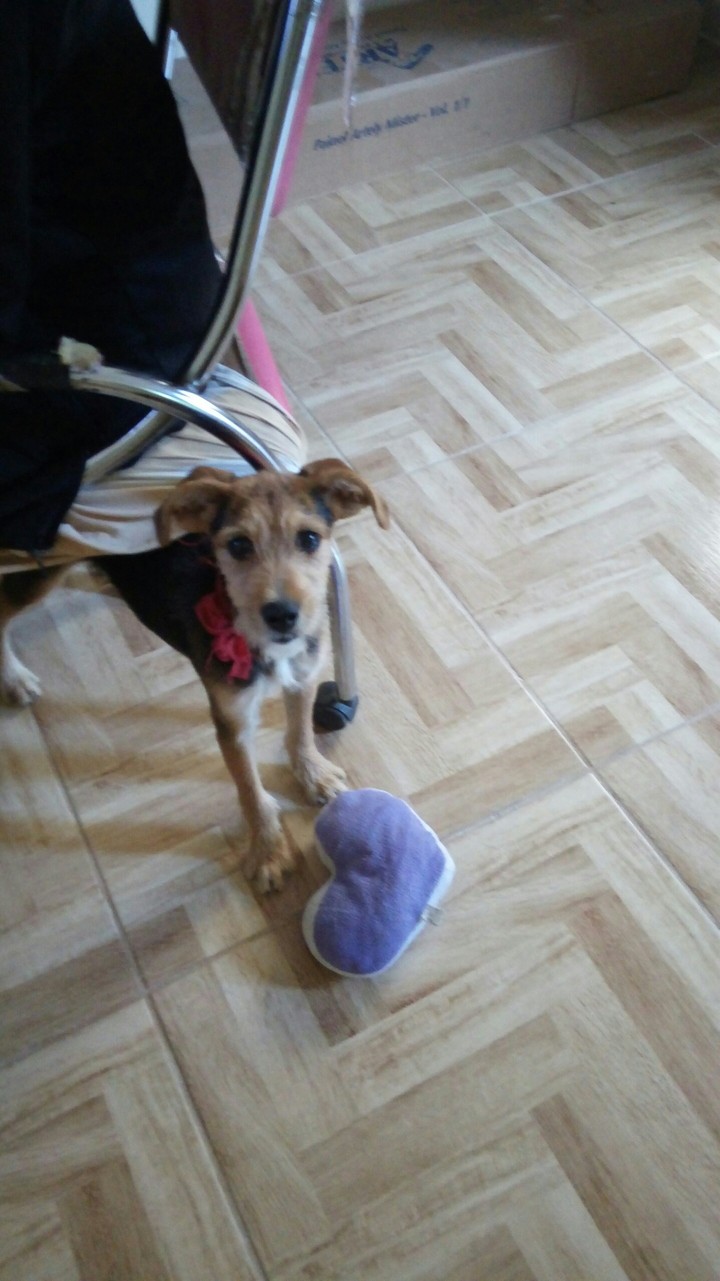 meu gato cachorro Tommy