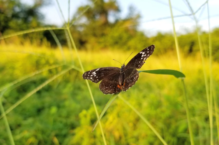 MARIPOSA PLANEANDO VUELO, SAN LORENZO, GRO