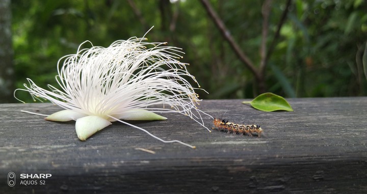 caterpillar