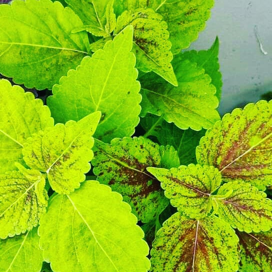 coleus