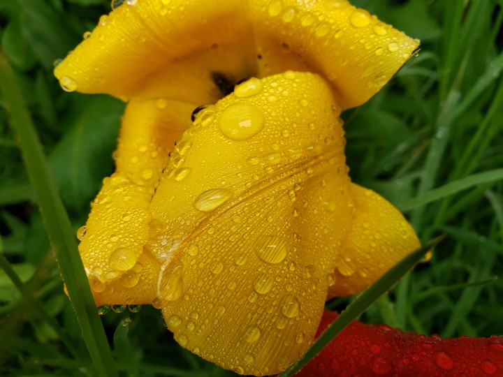 yellow