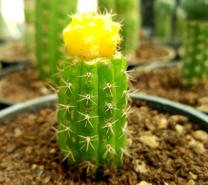 the litle cactus