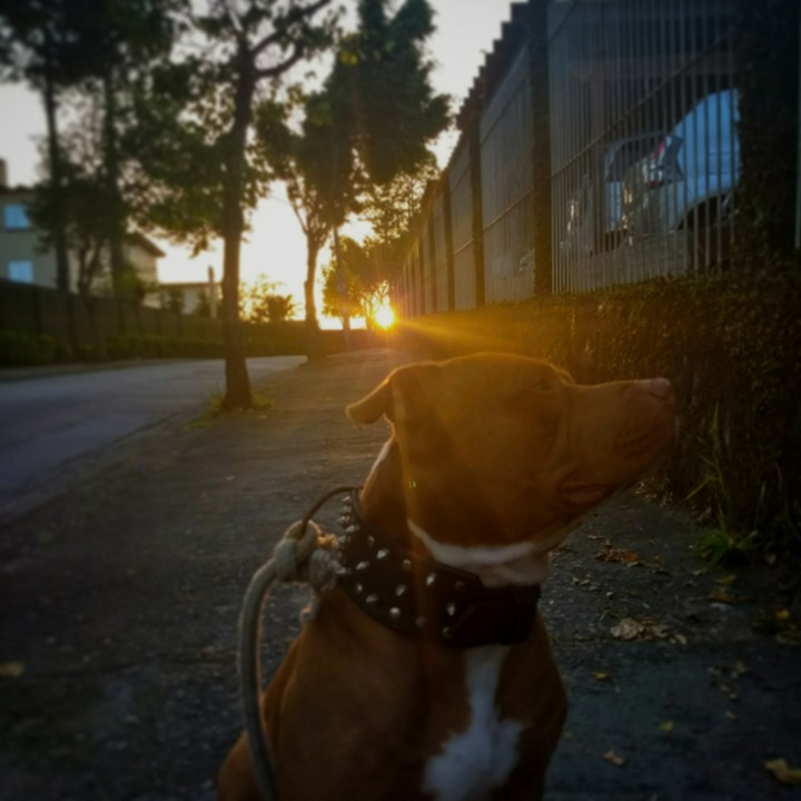 blade e o por do sol