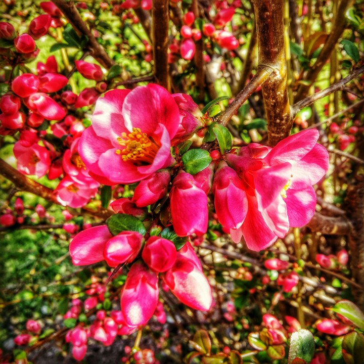 Pink'me!