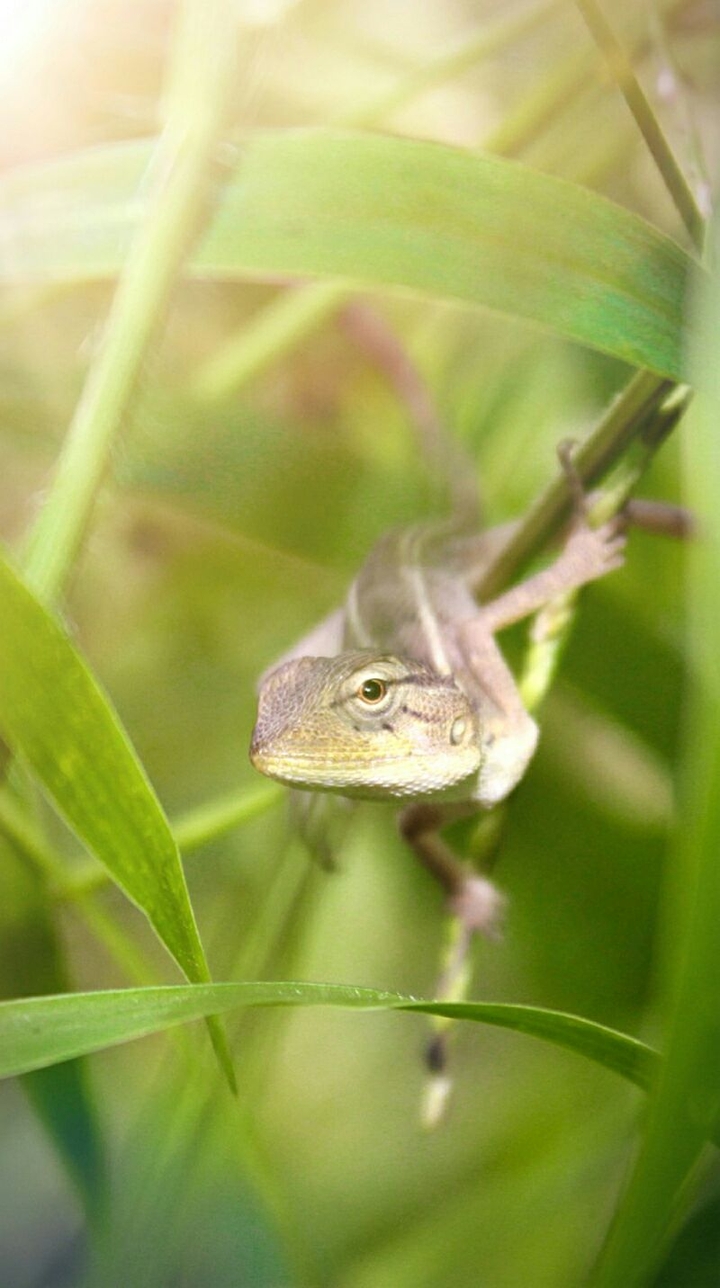 Chameleon