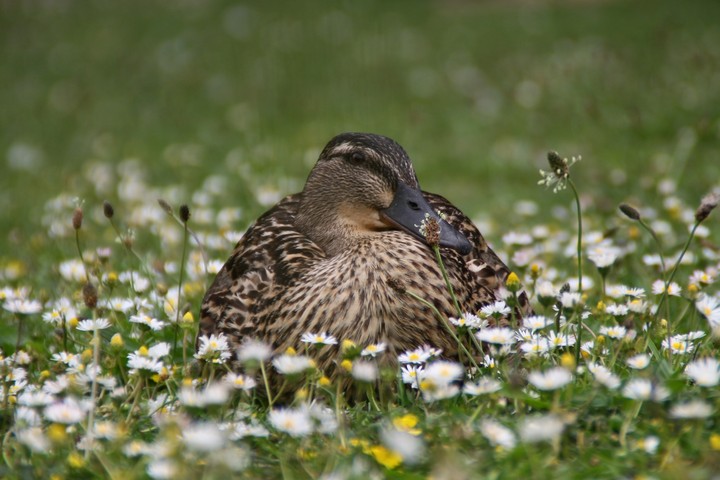 duck
