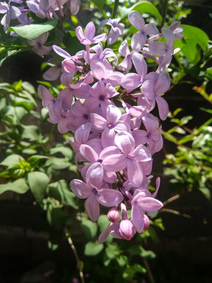 Common Lilac