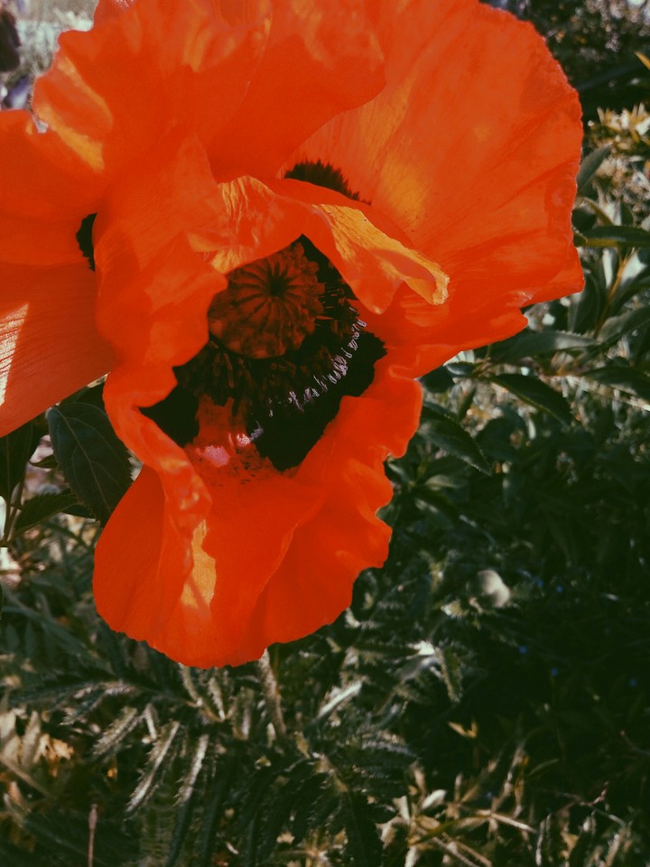 poppy