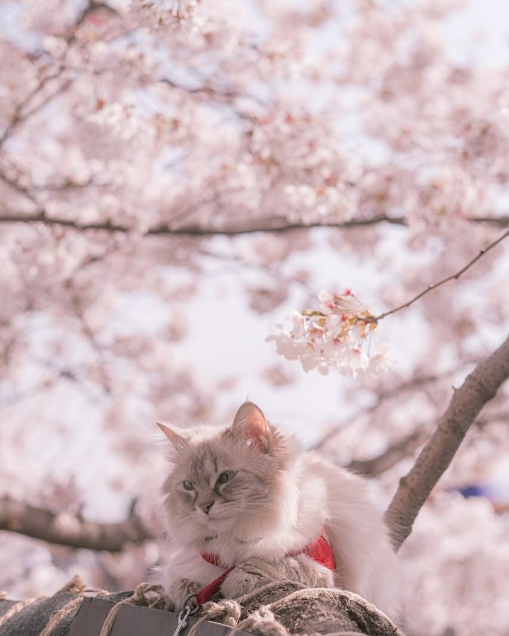 벚꽃고양이
