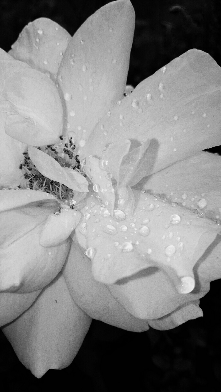 rose